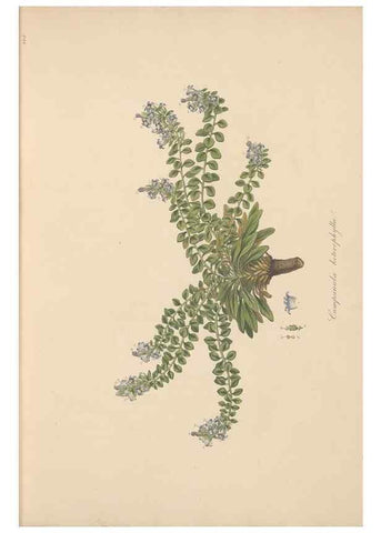 Reproducción/Reproduction 49557194046: Flora Graeca, sive, Plantarum rariorum historia, quas in provinciis aut insulis Graeciae /. Londini :Typis Richardi Taylor et socii, in Vico Shoe-Lane :MDCCCVI-MDCCCXL [1806-1840].. 
