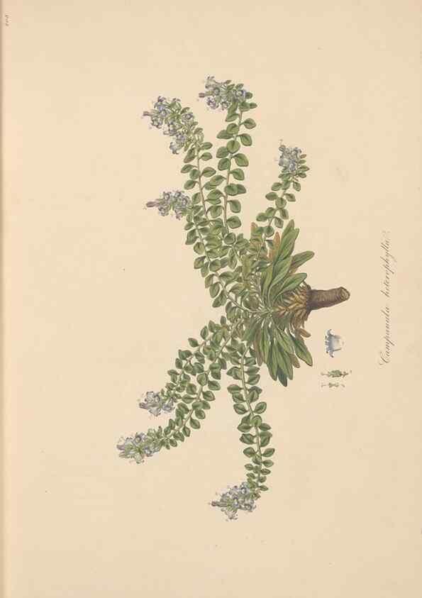 Reproducción/Reproduction 49557194046: Flora Graeca, sive, Plantarum rariorum historia, quas in provinciis aut insulis Graeciae /. Londini :Typis Richardi Taylor et socii, in Vico Shoe-Lane :MDCCCVI-MDCCCXL [1806-1840].. 