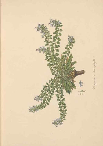 Reproducción/Reproduction 49557194046: Flora Graeca, sive, Plantarum rariorum historia, quas in provinciis aut insulis Graeciae /. Londini :Typis Richardi Taylor et socii, in Vico Shoe-Lane :MDCCCVI-MDCCCXL [1806-1840].. 