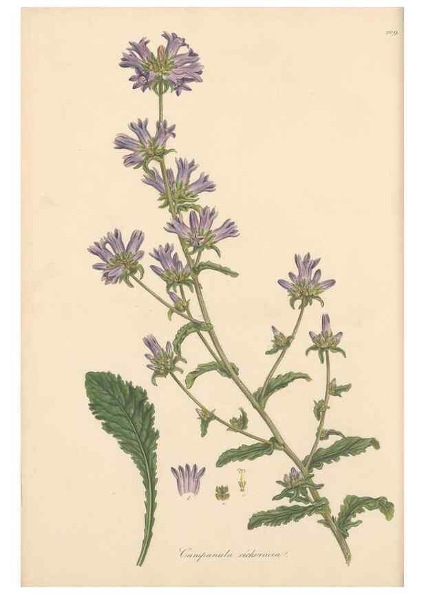 Reproducción/Reproduction 49556695473: Flora Graeca, sive, Plantarum rariorum historia, quas in provinciis aut insulis Graeciae /. Londini :Typis Richardi Taylor et socii, in Vico Shoe-Lane :MDCCCVI-MDCCCXL [1806-1840].. 