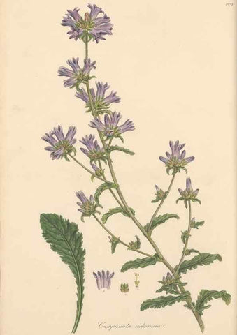 Reproducción/Reproduction 49556695473: Flora Graeca, sive, Plantarum rariorum historia, quas in provinciis aut insulis Graeciae /. Londini :Typis Richardi Taylor et socii, in Vico Shoe-Lane :MDCCCVI-MDCCCXL [1806-1840].. 