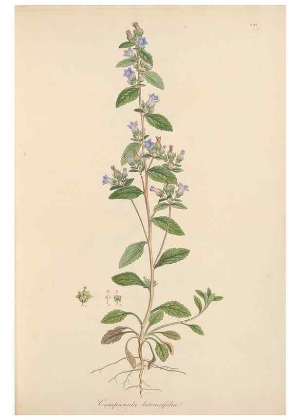 Reproducción/Reproduction 49556695828: Flora Graeca, sive, Plantarum rariorum historia, quas in provinciis aut insulis Graeciae /. Londini :Typis Richardi Taylor et socii, in Vico Shoe-Lane :MDCCCVI-MDCCCXL [1806-1840].. 