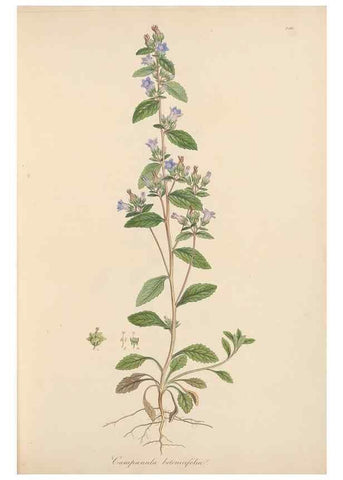 Reproducción/Reproduction 49556695828: Flora Graeca, sive, Plantarum rariorum historia, quas in provinciis aut insulis Graeciae /. Londini :Typis Richardi Taylor et socii, in Vico Shoe-Lane :MDCCCVI-MDCCCXL [1806-1840].. 