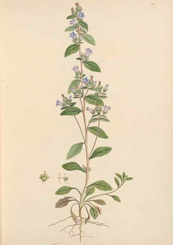 Reproducción/Reproduction 49556695828: Flora Graeca, sive, Plantarum rariorum historia, quas in provinciis aut insulis Graeciae /. Londini :Typis Richardi Taylor et socii, in Vico Shoe-Lane :MDCCCVI-MDCCCXL [1806-1840].. 