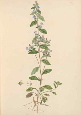 Reproducción/Reproduction 49556695828: Flora Graeca, sive, Plantarum rariorum historia, quas in provinciis aut insulis Graeciae /. Londini :Typis Richardi Taylor et socii, in Vico Shoe-Lane :MDCCCVI-MDCCCXL [1806-1840].. 