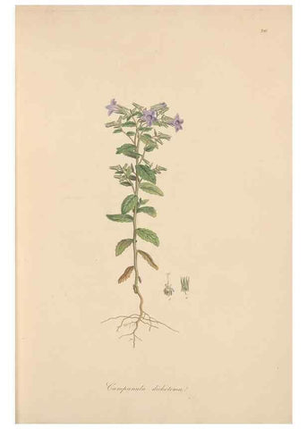 Reproducción/Reproduction 49557194981: Flora Graeca, sive, Plantarum rariorum historia, quas in provinciis aut insulis Graeciae /. Londini :Typis Richardi Taylor et socii, in Vico Shoe-Lane :MDCCCVI-MDCCCXL [1806-1840].. 