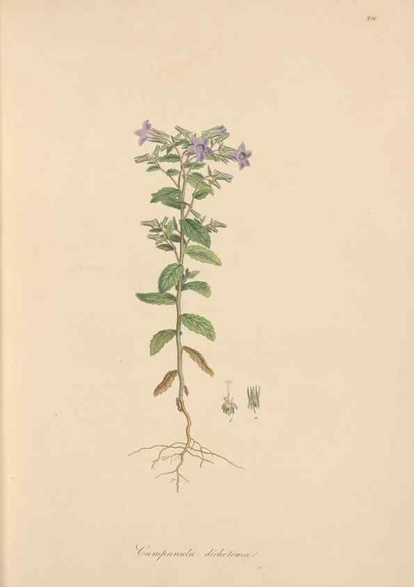 Reproducción/Reproduction 49557194981: Flora Graeca, sive, Plantarum rariorum historia, quas in provinciis aut insulis Graeciae /. Londini :Typis Richardi Taylor et socii, in Vico Shoe-Lane :MDCCCVI-MDCCCXL [1806-1840].. 