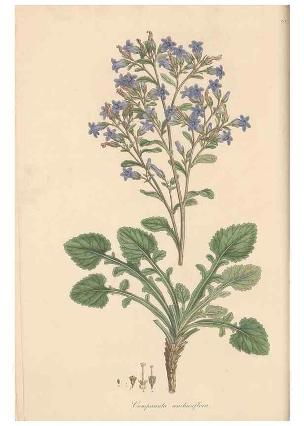 Reproducción/Reproduction 49557428867: Flora Graeca, sive, Plantarum rariorum historia, quas in provinciis aut insulis Graeciae /. Londini :Typis Richardi Taylor et socii, in Vico Shoe-Lane :MDCCCVI-MDCCCXL [1806-1840].. 