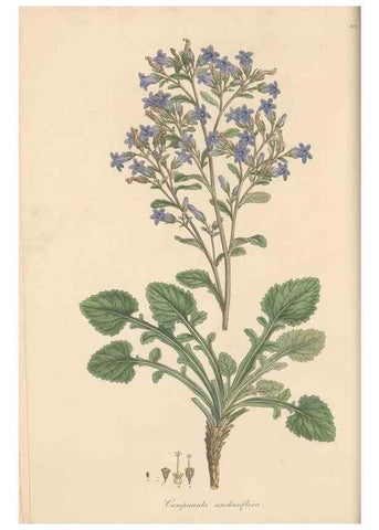 Reproducción/Reproduction 49557428867: Flora Graeca, sive, Plantarum rariorum historia, quas in provinciis aut insulis Graeciae /. Londini :Typis Richardi Taylor et socii, in Vico Shoe-Lane :MDCCCVI-MDCCCXL [1806-1840].. 