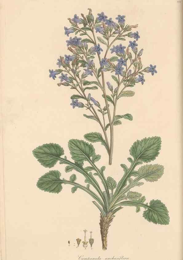 Reproducción/Reproduction 49557428867: Flora Graeca, sive, Plantarum rariorum historia, quas in provinciis aut insulis Graeciae /. Londini :Typis Richardi Taylor et socii, in Vico Shoe-Lane :MDCCCVI-MDCCCXL [1806-1840].. 