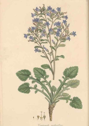 Reproducción/Reproduction 49557428867: Flora Graeca, sive, Plantarum rariorum historia, quas in provinciis aut insulis Graeciae /. Londini :Typis Richardi Taylor et socii, in Vico Shoe-Lane :MDCCCVI-MDCCCXL [1806-1840].. 