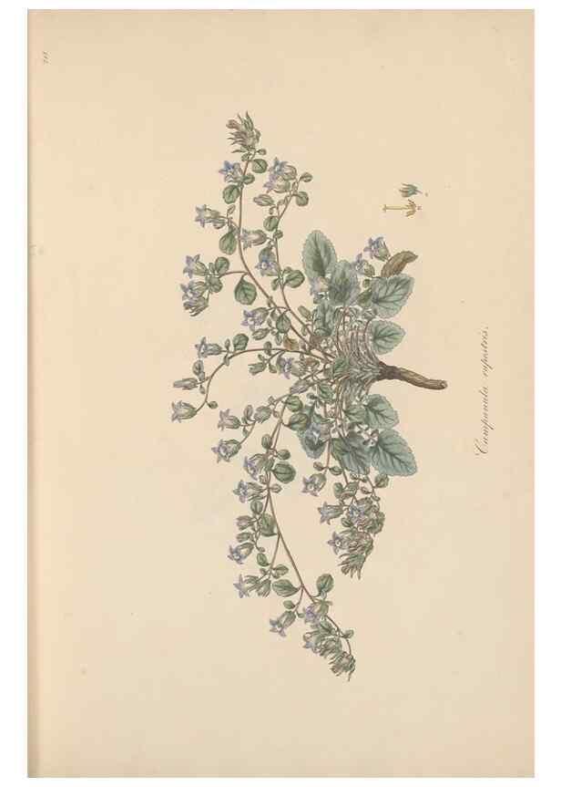 Reproducción/Reproduction 49557195596: Flora Graeca, sive, Plantarum rariorum historia, quas in provinciis aut insulis Graeciae /. Londini :Typis Richardi Taylor et socii, in Vico Shoe-Lane :MDCCCVI-MDCCCXL [1806-1840].. 