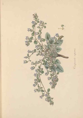 Reproducción/Reproduction 49557195596: Flora Graeca, sive, Plantarum rariorum historia, quas in provinciis aut insulis Graeciae /. Londini :Typis Richardi Taylor et socii, in Vico Shoe-Lane :MDCCCVI-MDCCCXL [1806-1840].. 