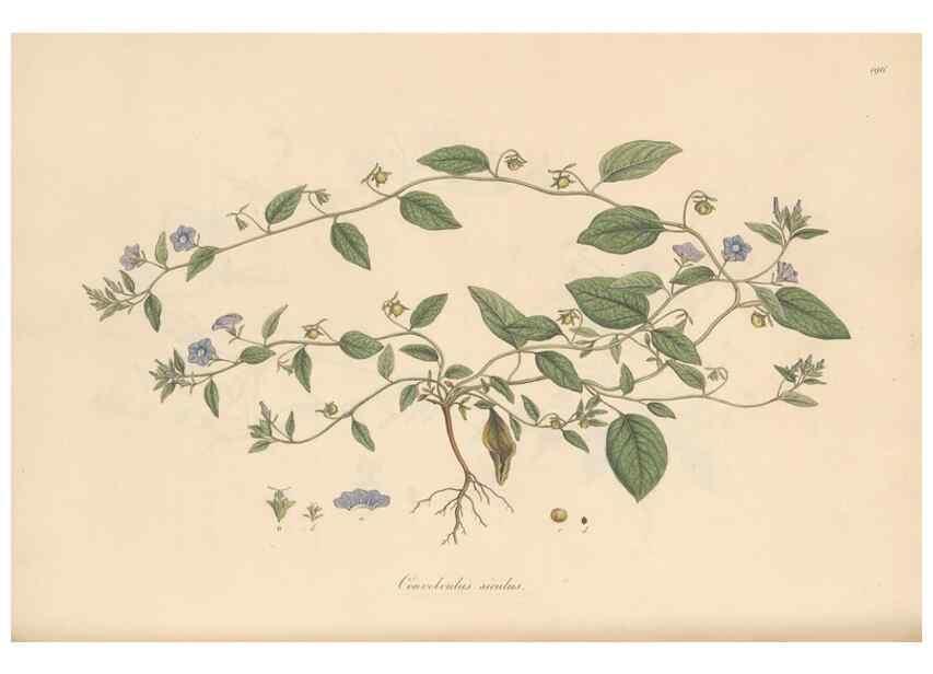 Reproducción/Reproduction 49556393648: Flora Graeca, sive, Plantarum rariorum historia, quas in provinciis aut insulis Graeciae /. Londini :Typis Richardi Taylor et socii, in Vico Shoe-Lane :MDCCCVI-MDCCCXL [1806-1840].. 