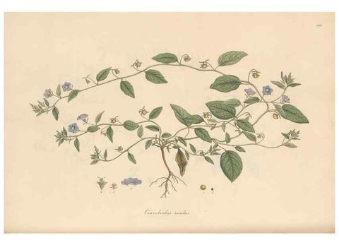 Reproducción/Reproduction 49556393648: Flora Graeca, sive, Plantarum rariorum historia, quas in provinciis aut insulis Graeciae /. Londini :Typis Richardi Taylor et socii, in Vico Shoe-Lane :MDCCCVI-MDCCCXL [1806-1840].. 