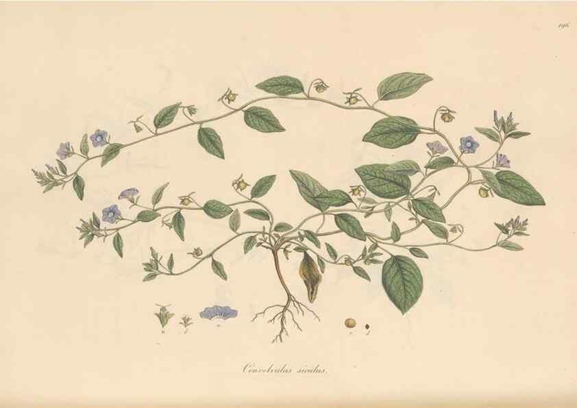 Reproducción/Reproduction 49556393648: Flora Graeca, sive, Plantarum rariorum historia, quas in provinciis aut insulis Graeciae /. Londini :Typis Richardi Taylor et socii, in Vico Shoe-Lane :MDCCCVI-MDCCCXL [1806-1840].. 