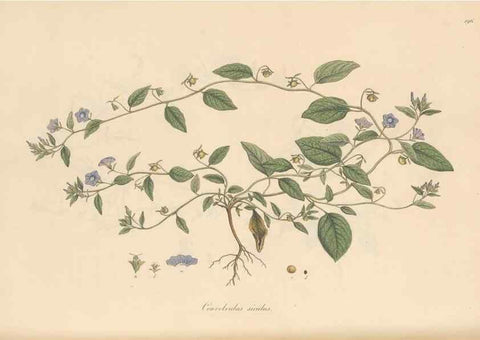Reproducción/Reproduction 49556393648: Flora Graeca, sive, Plantarum rariorum historia, quas in provinciis aut insulis Graeciae /. Londini :Typis Richardi Taylor et socii, in Vico Shoe-Lane :MDCCCVI-MDCCCXL [1806-1840].. 
