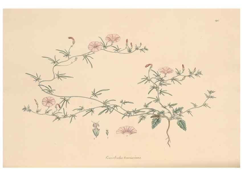 Reproducción/Reproduction 49556393268: Flora Graeca, sive, Plantarum rariorum historia, quas in provinciis aut insulis Graeciae /. Londini :Typis Richardi Taylor et socii, in Vico Shoe-Lane :MDCCCVI-MDCCCXL [1806-1840].. 