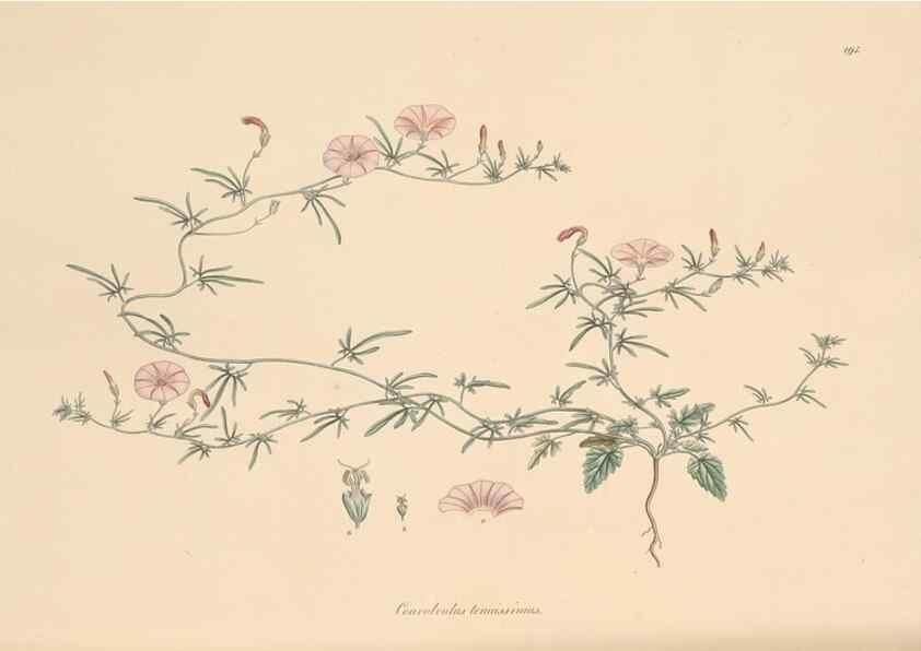 Reproducción/Reproduction 49556393268: Flora Graeca, sive, Plantarum rariorum historia, quas in provinciis aut insulis Graeciae /. Londini :Typis Richardi Taylor et socii, in Vico Shoe-Lane :MDCCCVI-MDCCCXL [1806-1840].. 