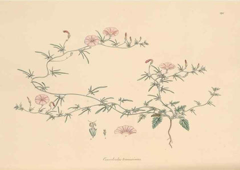 Reproducción/Reproduction 49556393268: Flora Graeca, sive, Plantarum rariorum historia, quas in provinciis aut insulis Graeciae /. Londini :Typis Richardi Taylor et socii, in Vico Shoe-Lane :MDCCCVI-MDCCCXL [1806-1840].. 