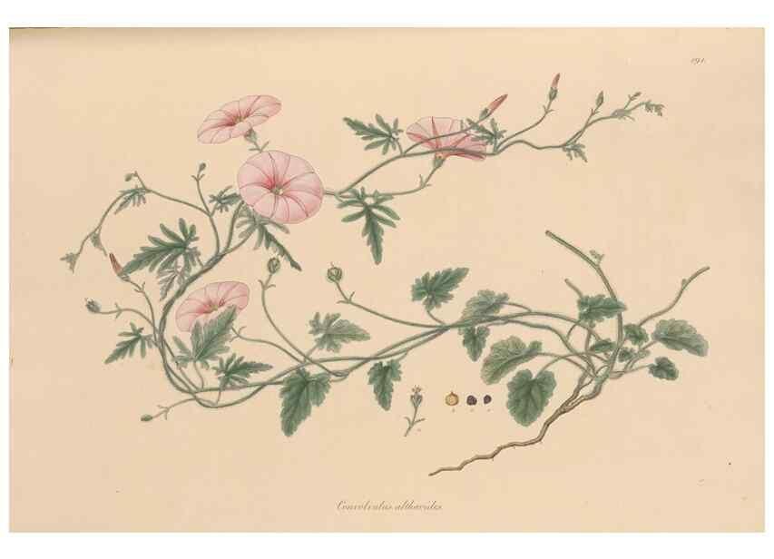 Reproducción/Reproduction 49556890836: Flora Graeca, sive, Plantarum rariorum historia, quas in provinciis aut insulis Graeciae /. Londini :Typis Richardi Taylor et socii, in Vico Shoe-Lane :MDCCCVI-MDCCCXL [1806-1840].. 
