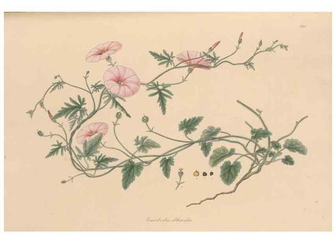 Reproducción/Reproduction 49556890836: Flora Graeca, sive, Plantarum rariorum historia, quas in provinciis aut insulis Graeciae /. Londini :Typis Richardi Taylor et socii, in Vico Shoe-Lane :MDCCCVI-MDCCCXL [1806-1840].. 