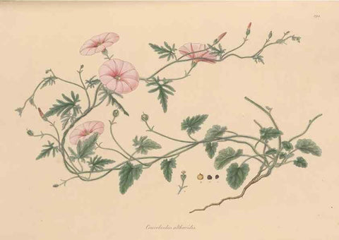 Reproducción/Reproduction 49556890836: Flora Graeca, sive, Plantarum rariorum historia, quas in provinciis aut insulis Graeciae /. Londini :Typis Richardi Taylor et socii, in Vico Shoe-Lane :MDCCCVI-MDCCCXL [1806-1840].. 