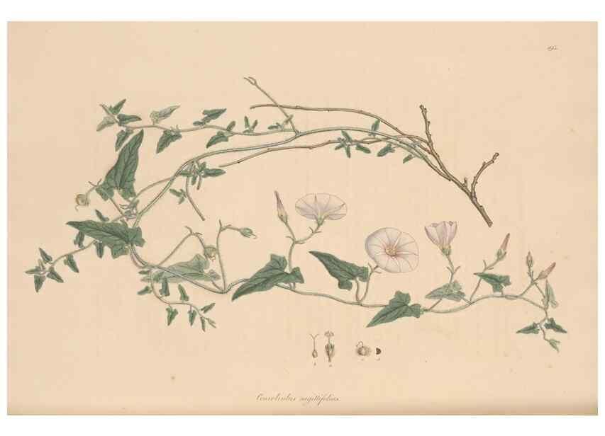 Reproducción/Reproduction 49556392603: Flora Graeca, sive, Plantarum rariorum historia, quas in provinciis aut insulis Graeciae /. Londini :Typis Richardi Taylor et socii, in Vico Shoe-Lane :MDCCCVI-MDCCCXL [1806-1840].. 