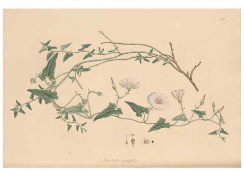 Reproducción/Reproduction 49556392603: Flora Graeca, sive, Plantarum rariorum historia, quas in provinciis aut insulis Graeciae /. Londini :Typis Richardi Taylor et socii, in Vico Shoe-Lane :MDCCCVI-MDCCCXL [1806-1840].. 