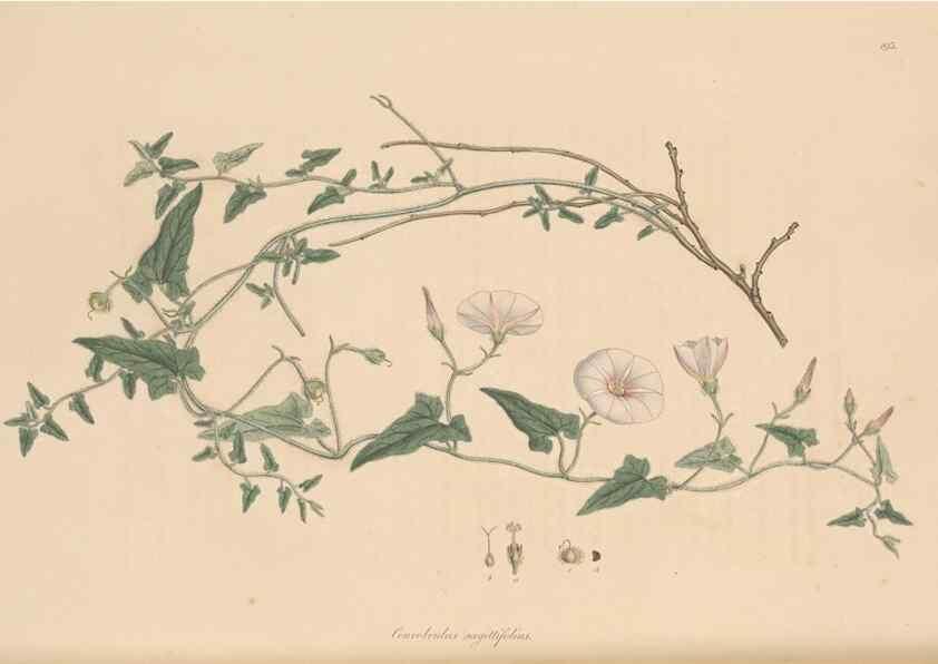 Reproducción/Reproduction 49556392603: Flora Graeca, sive, Plantarum rariorum historia, quas in provinciis aut insulis Graeciae /. Londini :Typis Richardi Taylor et socii, in Vico Shoe-Lane :MDCCCVI-MDCCCXL [1806-1840].. 
