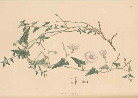 Reproducción/Reproduction 49556392603: Flora Graeca, sive, Plantarum rariorum historia, quas in provinciis aut insulis Graeciae /. Londini :Typis Richardi Taylor et socii, in Vico Shoe-Lane :MDCCCVI-MDCCCXL [1806-1840].. 