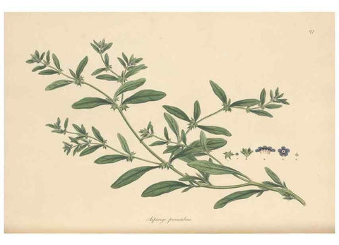 Reproducción/Reproduction 49556884786: Flora Graeca, sive, Plantarum rariorum historia, quas in provinciis aut insulis Graeciae /. Londini :Typis Richardi Taylor et socii, in Vico Shoe-Lane :MDCCCVI-MDCCCXL [1806-1840].. 
