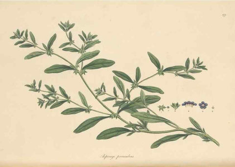 Reproducción/Reproduction 49556884786: Flora Graeca, sive, Plantarum rariorum historia, quas in provinciis aut insulis Graeciae /. Londini :Typis Richardi Taylor et socii, in Vico Shoe-Lane :MDCCCVI-MDCCCXL [1806-1840].. 