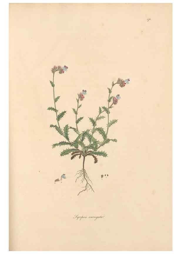 Reproducción/Reproduction 49556387123: Flora Graeca, sive, Plantarum rariorum historia, quas in provinciis aut insulis Graeciae /. Londini :Typis Richardi Taylor et socii, in Vico Shoe-Lane :MDCCCVI-MDCCCXL [1806-1840].. 
