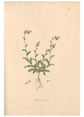 Reproducción/Reproduction 49556387123: Flora Graeca, sive, Plantarum rariorum historia, quas in provinciis aut insulis Graeciae /. Londini :Typis Richardi Taylor et socii, in Vico Shoe-Lane :MDCCCVI-MDCCCXL [1806-1840].. 