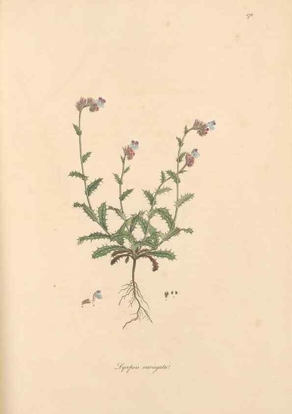 Reproducción/Reproduction 49556387123: Flora Graeca, sive, Plantarum rariorum historia, quas in provinciis aut insulis Graeciae /. Londini :Typis Richardi Taylor et socii, in Vico Shoe-Lane :MDCCCVI-MDCCCXL [1806-1840].. 