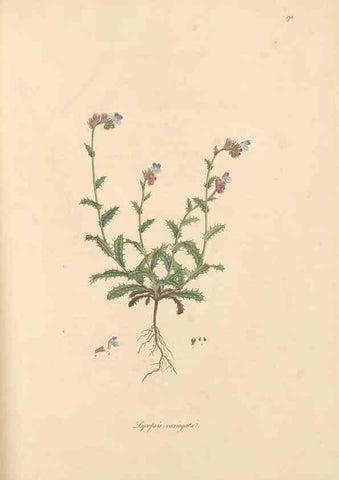 Reproducción/Reproduction 49556387123: Flora Graeca, sive, Plantarum rariorum historia, quas in provinciis aut insulis Graeciae /. Londini :Typis Richardi Taylor et socii, in Vico Shoe-Lane :MDCCCVI-MDCCCXL [1806-1840].. 