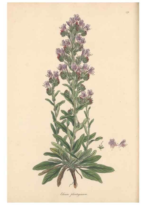 Reproducción/Reproduction 49556885286: Flora Graeca, sive, Plantarum rariorum historia, quas in provinciis aut insulis Graeciae /. Londini :Typis Richardi Taylor et socii, in Vico Shoe-Lane :MDCCCVI-MDCCCXL [1806-1840].. 