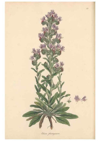 Reproducción/Reproduction 49556885286: Flora Graeca, sive, Plantarum rariorum historia, quas in provinciis aut insulis Graeciae /. Londini :Typis Richardi Taylor et socii, in Vico Shoe-Lane :MDCCCVI-MDCCCXL [1806-1840].. 