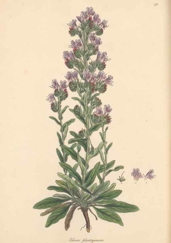 Reproducción/Reproduction 49556885286: Flora Graeca, sive, Plantarum rariorum historia, quas in provinciis aut insulis Graeciae /. Londini :Typis Richardi Taylor et socii, in Vico Shoe-Lane :MDCCCVI-MDCCCXL [1806-1840].. 