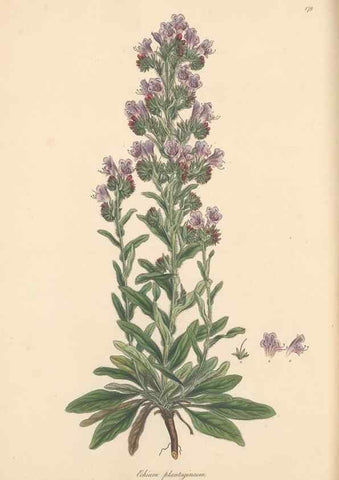 Reproducción/Reproduction 49556885286: Flora Graeca, sive, Plantarum rariorum historia, quas in provinciis aut insulis Graeciae /. Londini :Typis Richardi Taylor et socii, in Vico Shoe-Lane :MDCCCVI-MDCCCXL [1806-1840].. 