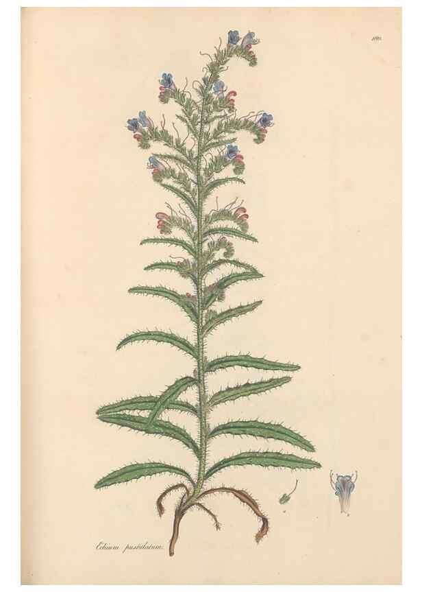 Reproducción/Reproduction 49556387648: Flora Graeca, sive, Plantarum rariorum historia, quas in provinciis aut insulis Graeciae /. Londini :Typis Richardi Taylor et socii, in Vico Shoe-Lane :MDCCCVI-MDCCCXL [1806-1840].. 