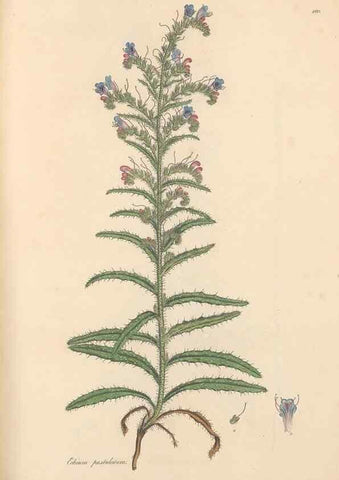 Reproducción/Reproduction 49556387648: Flora Graeca, sive, Plantarum rariorum historia, quas in provinciis aut insulis Graeciae /. Londini :Typis Richardi Taylor et socii, in Vico Shoe-Lane :MDCCCVI-MDCCCXL [1806-1840].. 