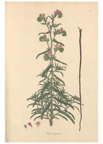 Reproducción/Reproduction 49556885861: Flora Graeca, sive, Plantarum rariorum historia, quas in provinciis aut insulis Graeciae /. Londini :Typis Richardi Taylor et socii, in Vico Shoe-Lane :MDCCCVI-MDCCCXL [1806-1840].. 