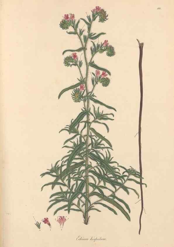 Reproducción/Reproduction 49556885861: Flora Graeca, sive, Plantarum rariorum historia, quas in provinciis aut insulis Graeciae /. Londini :Typis Richardi Taylor et socii, in Vico Shoe-Lane :MDCCCVI-MDCCCXL [1806-1840].. 