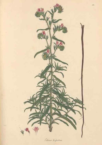Reproducción/Reproduction 49556885861: Flora Graeca, sive, Plantarum rariorum historia, quas in provinciis aut insulis Graeciae /. Londini :Typis Richardi Taylor et socii, in Vico Shoe-Lane :MDCCCVI-MDCCCXL [1806-1840].. 