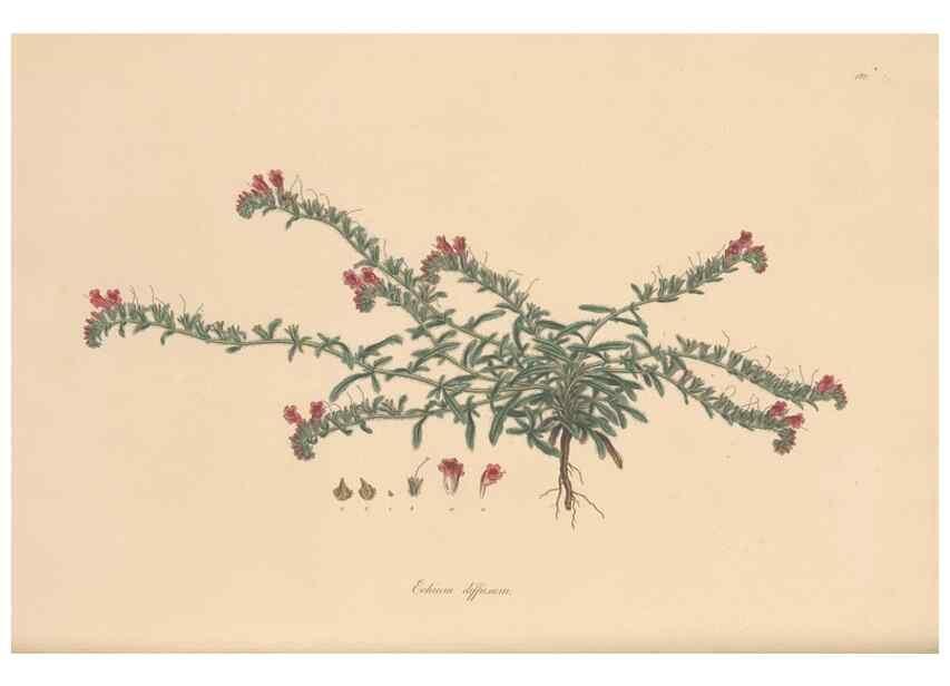 Reproducción/Reproduction 49556388328: Flora Graeca, sive, Plantarum rariorum historia, quas in provinciis aut insulis Graeciae /. Londini :Typis Richardi Taylor et socii, in Vico Shoe-Lane :MDCCCVI-MDCCCXL [1806-1840].. 
