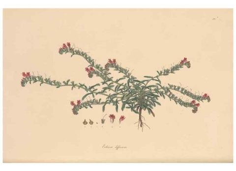 Reproducción/Reproduction 49556388328: Flora Graeca, sive, Plantarum rariorum historia, quas in provinciis aut insulis Graeciae /. Londini :Typis Richardi Taylor et socii, in Vico Shoe-Lane :MDCCCVI-MDCCCXL [1806-1840].. 