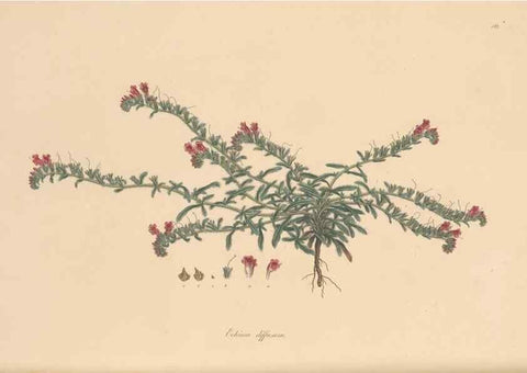 Reproducción/Reproduction 49556388328: Flora Graeca, sive, Plantarum rariorum historia, quas in provinciis aut insulis Graeciae /. Londini :Typis Richardi Taylor et socii, in Vico Shoe-Lane :MDCCCVI-MDCCCXL [1806-1840].. 