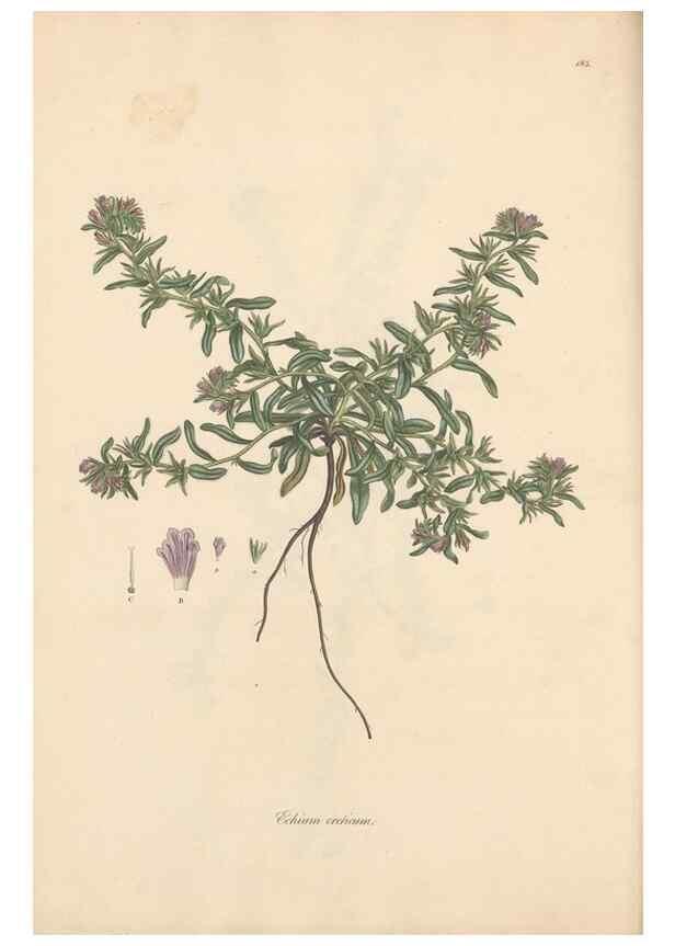 Reproducción/Reproduction 49556388703: Flora Graeca, sive, Plantarum rariorum historia, quas in provinciis aut insulis Graeciae /. Londini :Typis Richardi Taylor et socii, in Vico Shoe-Lane :MDCCCVI-MDCCCXL [1806-1840].. 